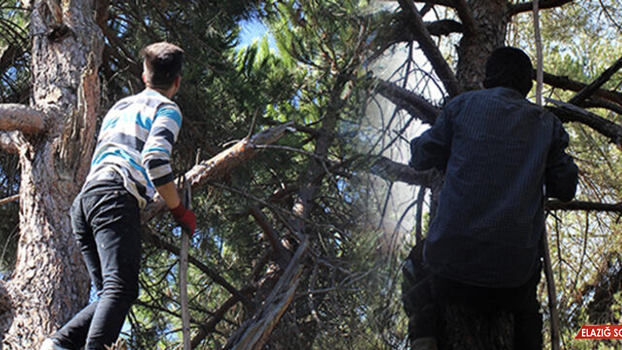 FİYATI ALTINLA YARIŞIYOR! ÖLÜMÜ GÖZE ALIYORLAR