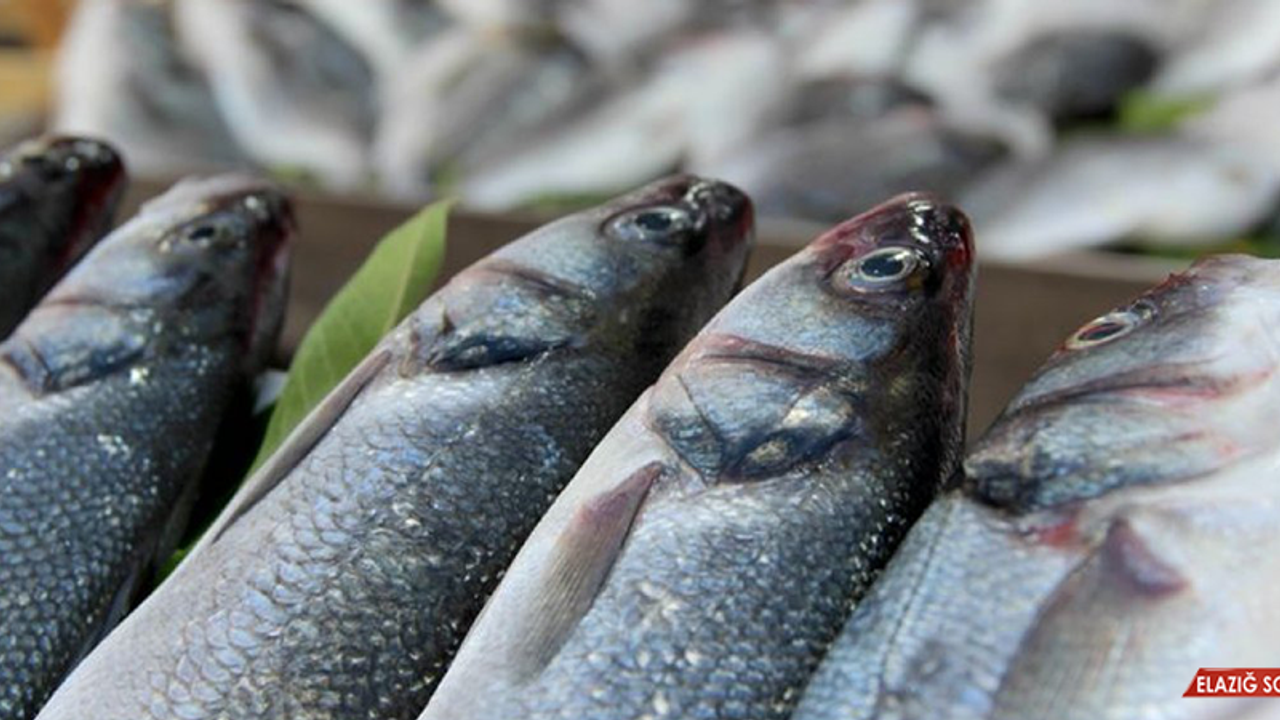 İtalya ve Hollanda, Türk Su Ürünlerini Sevdi