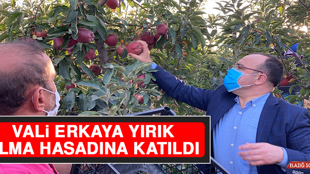 Vali Erkaya Yırık, Elma Hasadına Katıldı