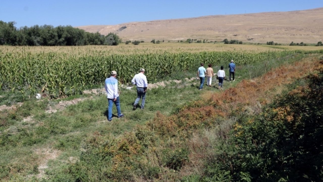 Van'da deneme amacıyla ekilen dane mısırdan elde edilen verim sevindirdi