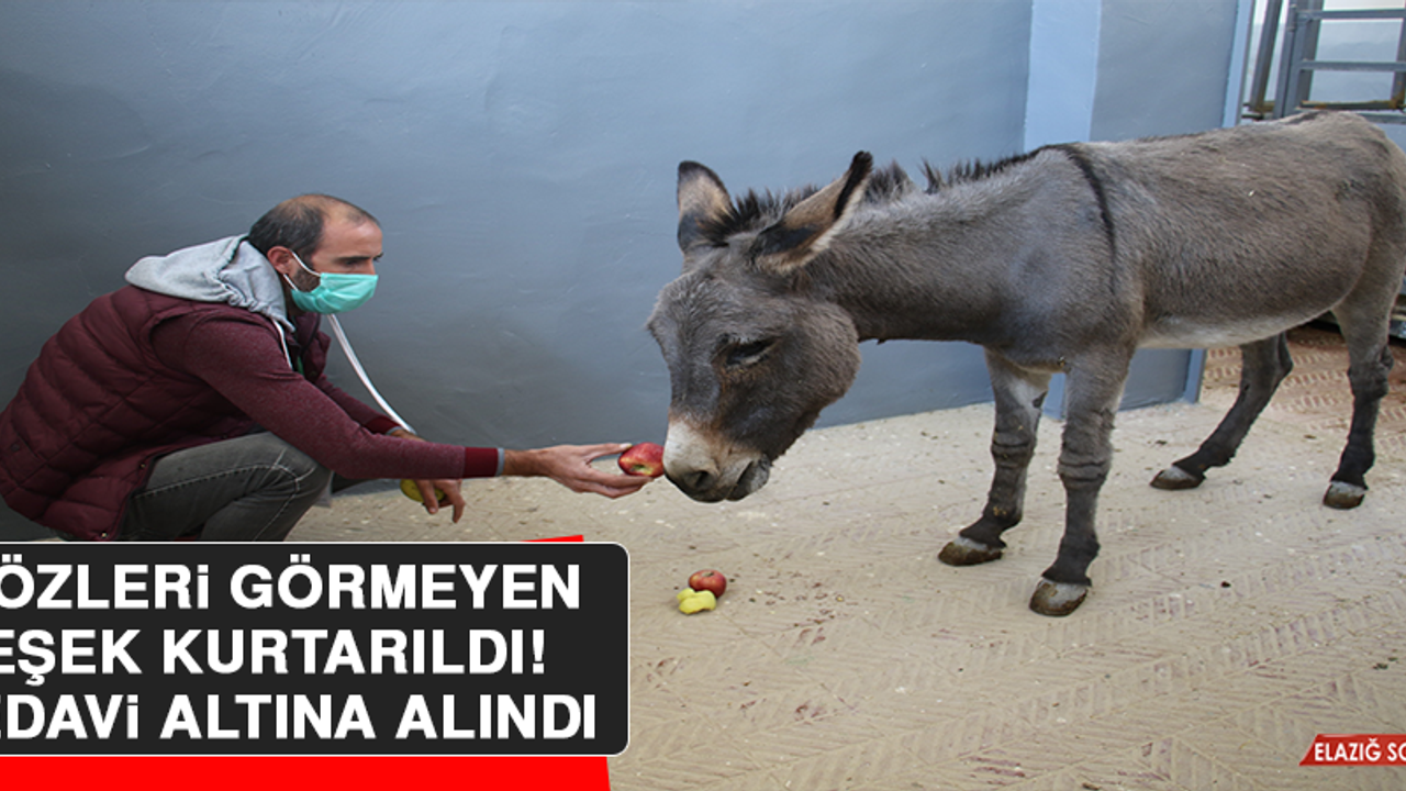 Gözleri Görmeyen Eşek, Kurtarıldı Tedavi Altına Alındı