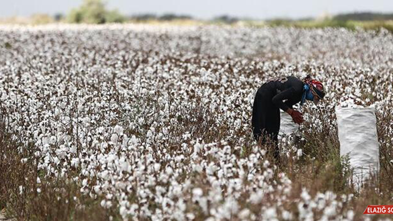 Pamuk Gerçek Değerini Temiz Toplama ve Saklamayla Buluyor
