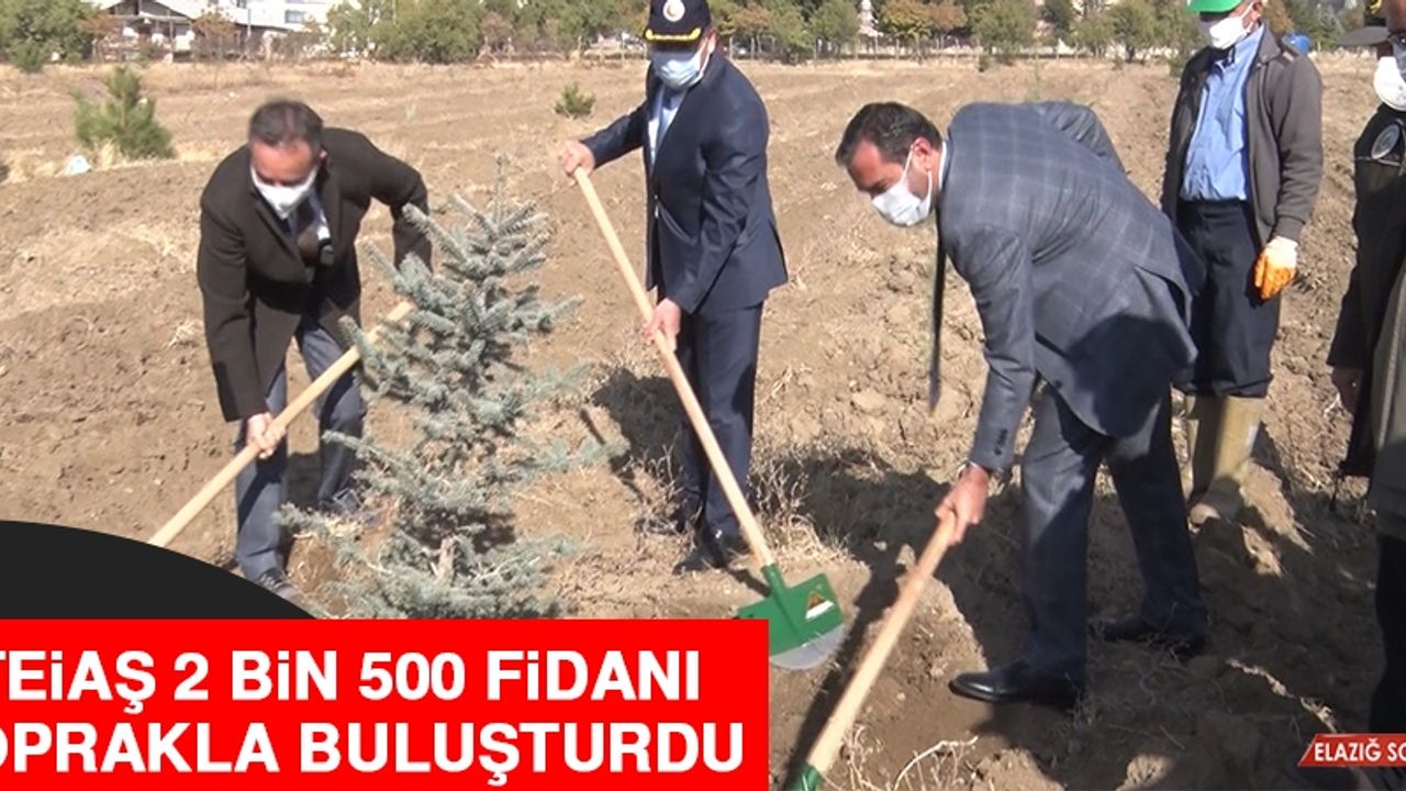 TEİAŞ 2 Bin 500 Fidanı Toprakla Buluşturdu
