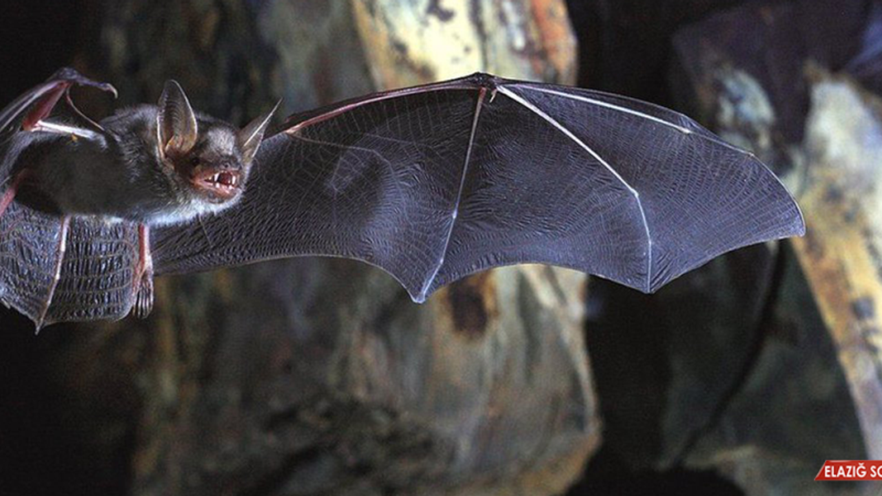 Yarasalar, Avlarının Gelecekteki Konumunu Tespit Edebiliyor