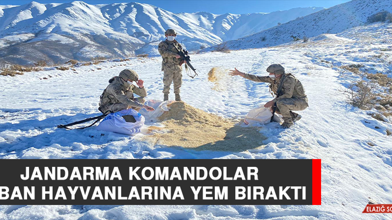 Jandarma Komandolar Yaban Hayvanlarına Yem Bıraktı