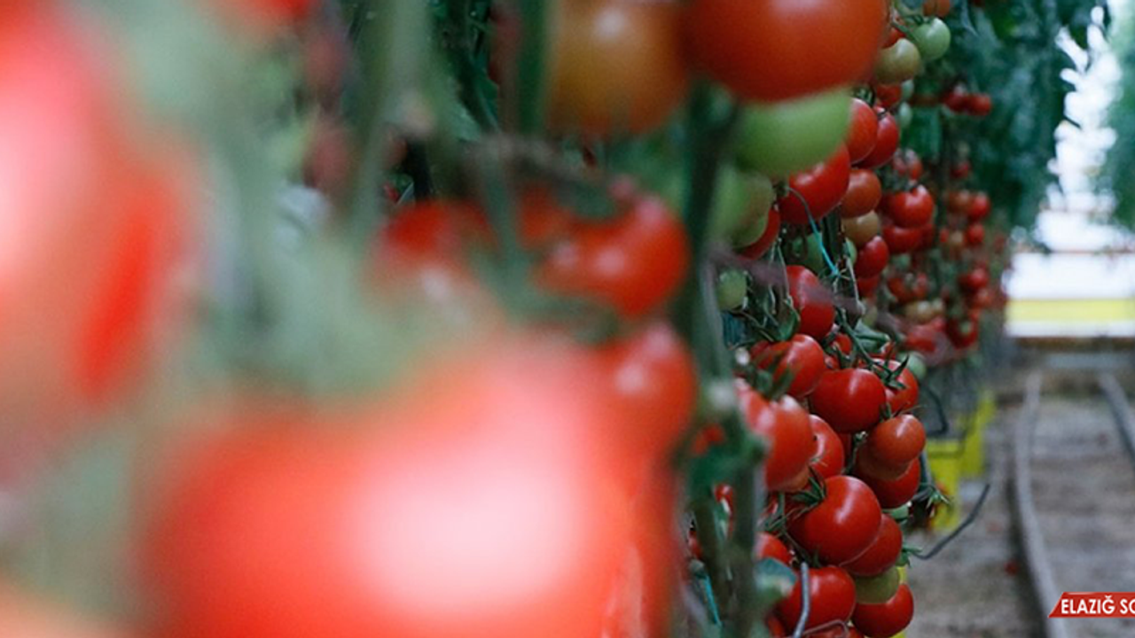 Domates İhracatımız 2020'de 313.4 Milyon Dolara Yükseldi