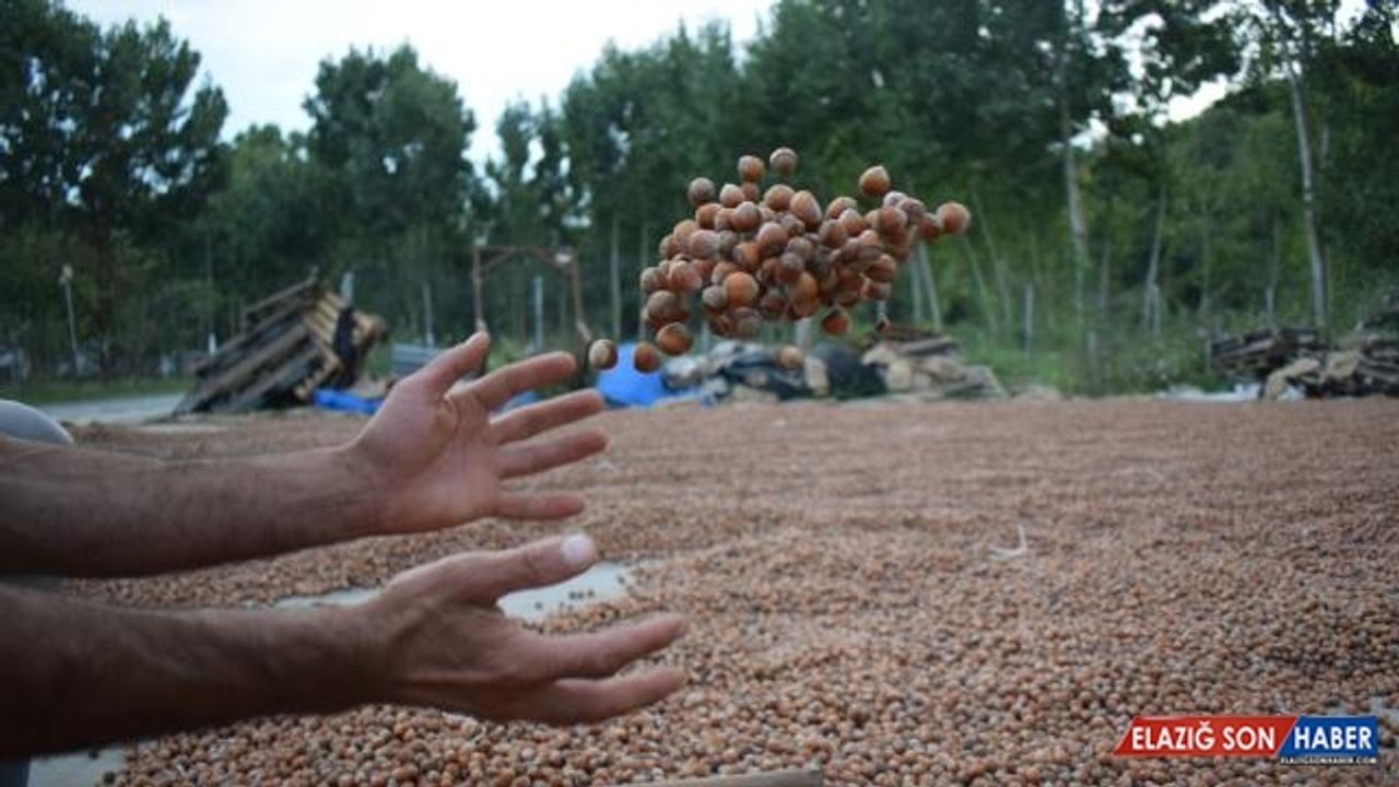 Fındık ihracatından 1,9 milyar dolar gelir sağlandı