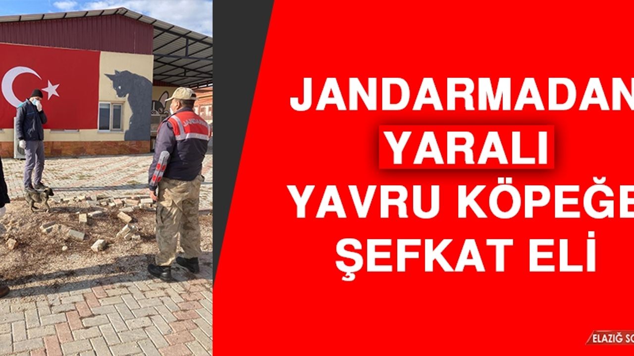 Jandarmadan Yaralı Yavru Köpeğe Şefkat Eli