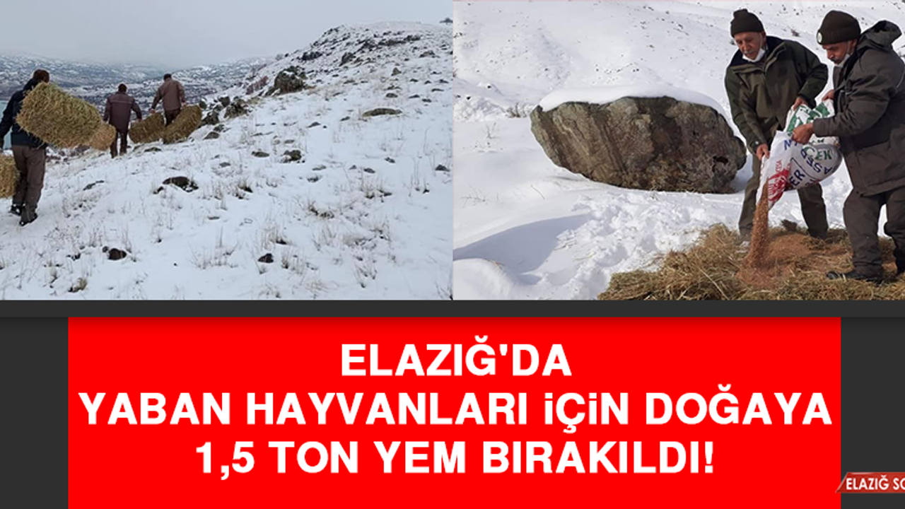 Elazığ'da Yaban Hayvanları İçin Doğaya 1,5 Ton Yem Bırakıldı