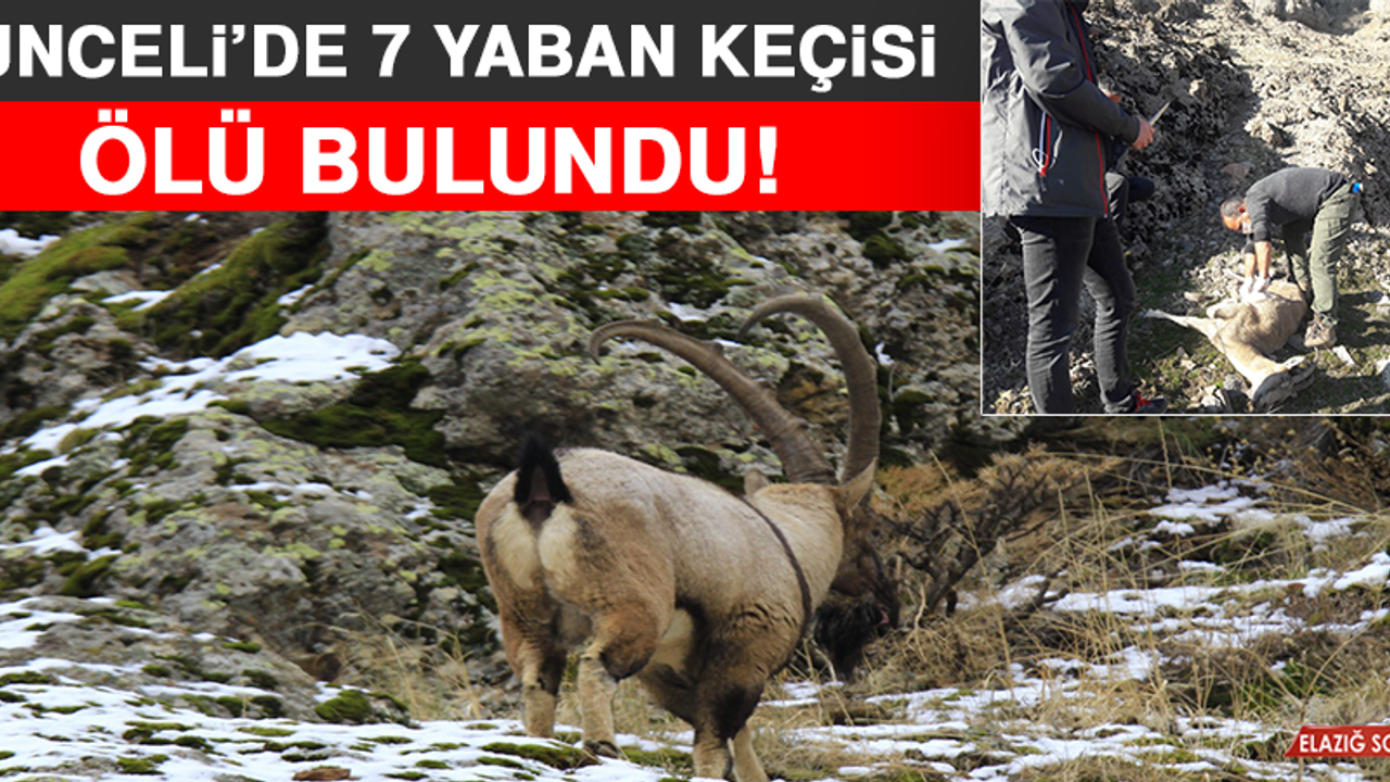 Tunceli’de 7 Yaban Keçisi Ölü Bulundu!