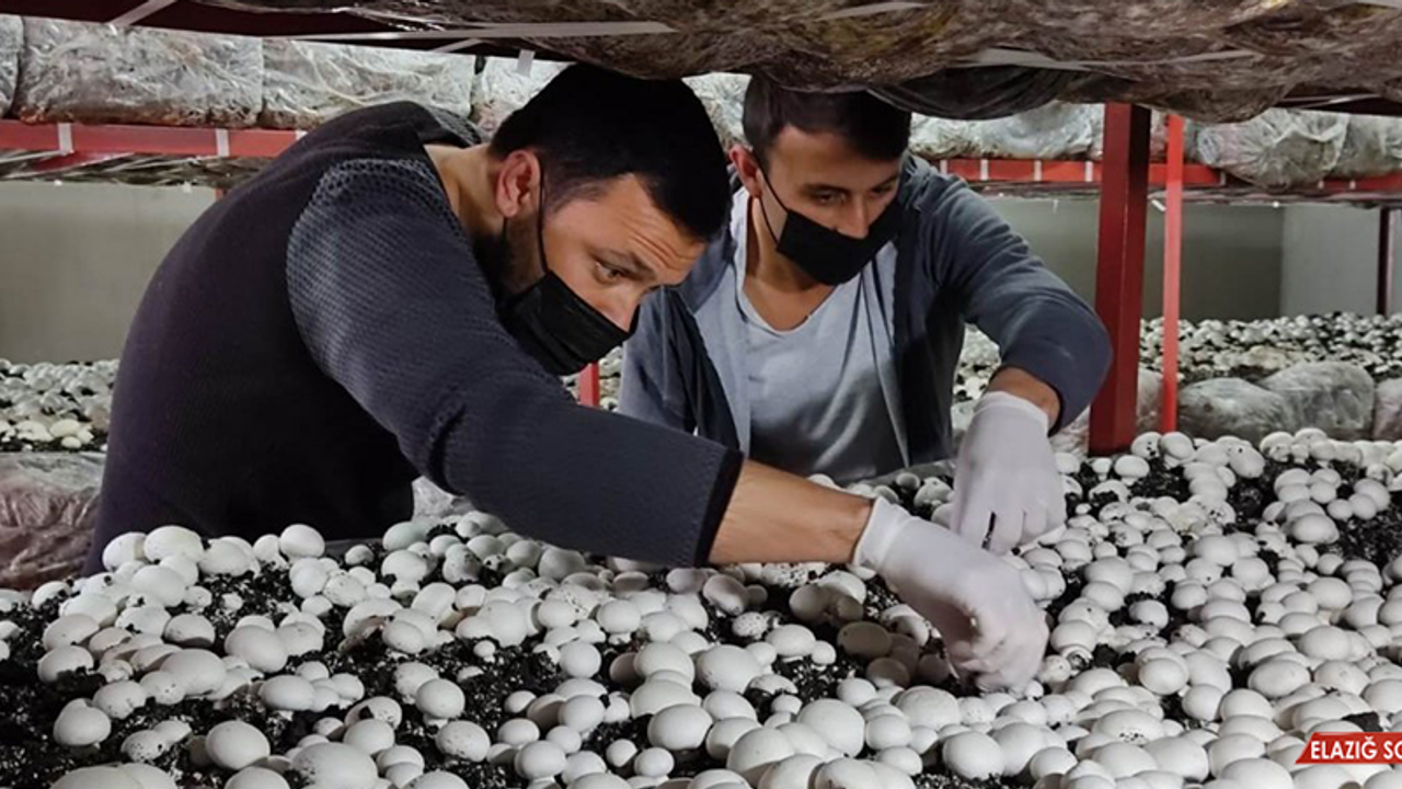 Çalışma Ekonomisi Okudu, Samsun'daki Köyünde Mantar Üretimine Başladı