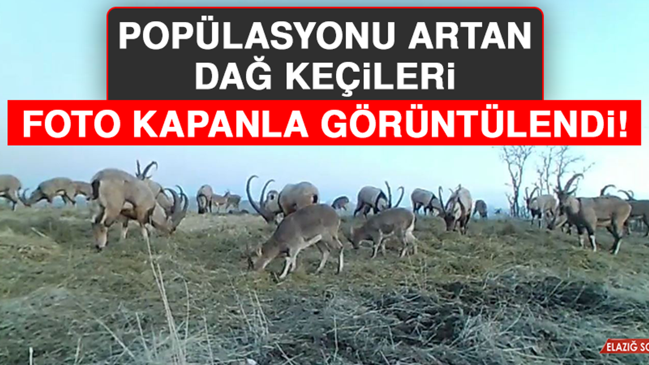 Popülasyonu Artan Dağ Keçileri Foto Kapanla Görüntülendi!