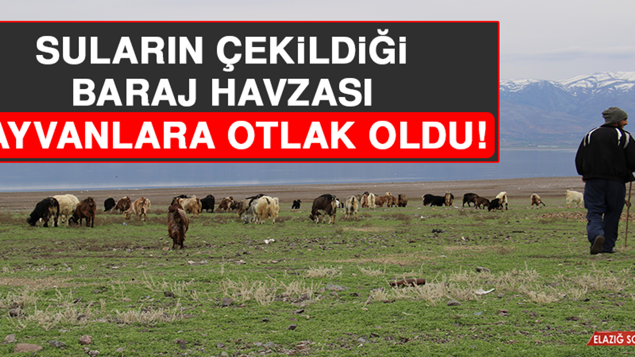 Suların Çekildiği Baraj Havzası, Hayvanlara Otlak Oldu!