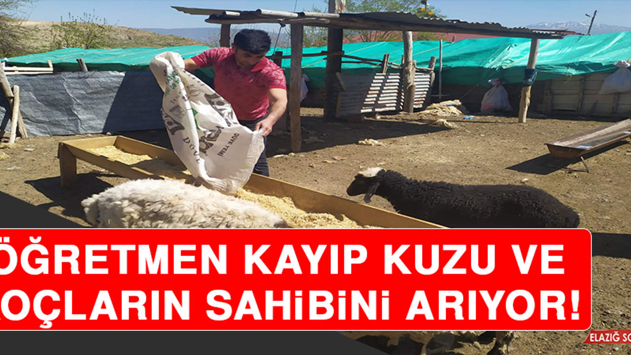 Öğretmen Kayıp Kuzu ve Koçlara Sahip Çıktı, Sahibini Arıyor