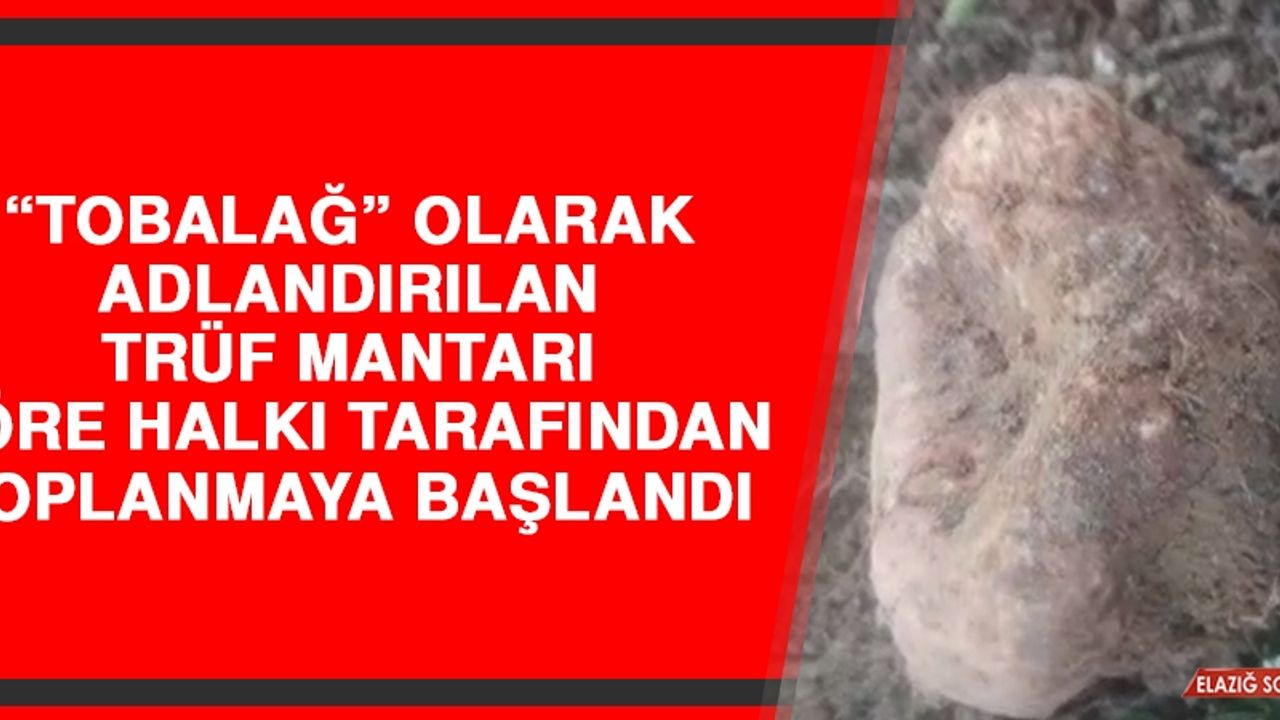 Trüf Mantarı Yöre Halkı Tarafından Toplanmaya Başlandı