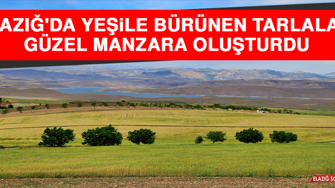 Elazığ'da Yeşile Bürünen Buğday ve Arpa Tarlaları Güzel Manzara Oluşturdu