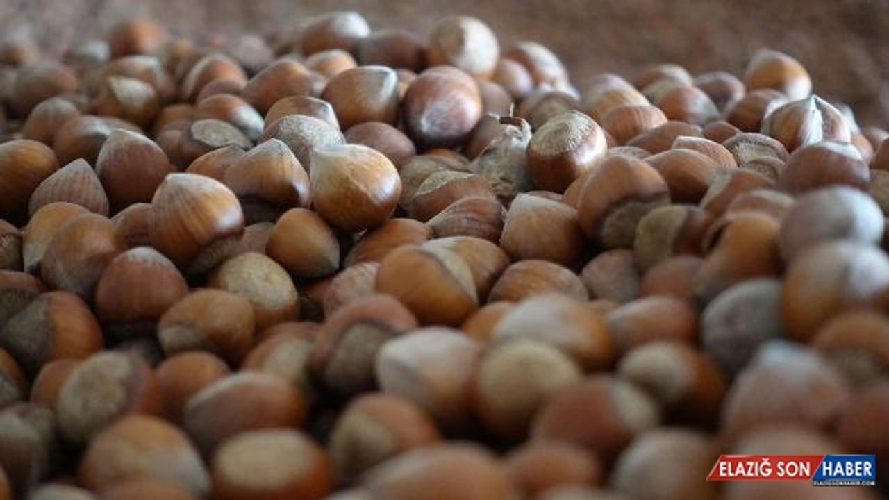 Fındık ihracatından 8 ayda yaklaşık 1,5 milyar lira gelir sağlandı
