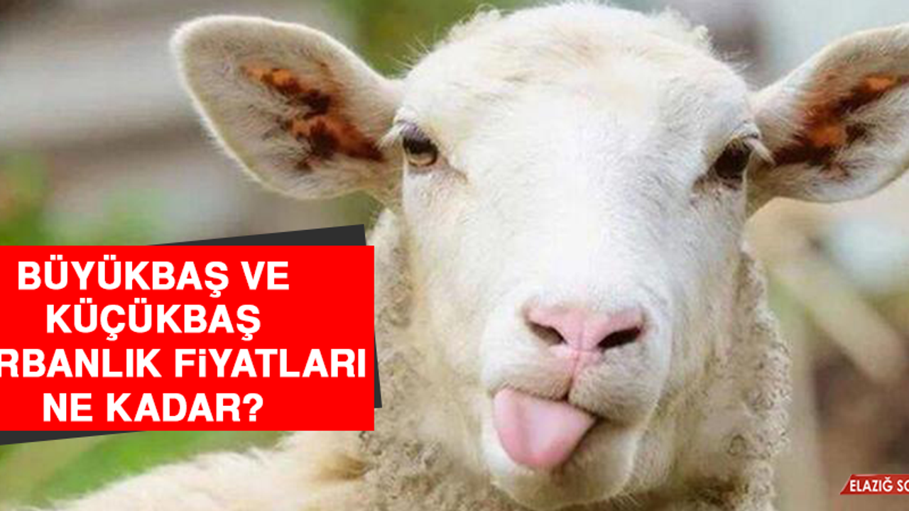 Büyükbaş ve Küçükbaş Kurbanlık Fiyatları Ne Kadar?