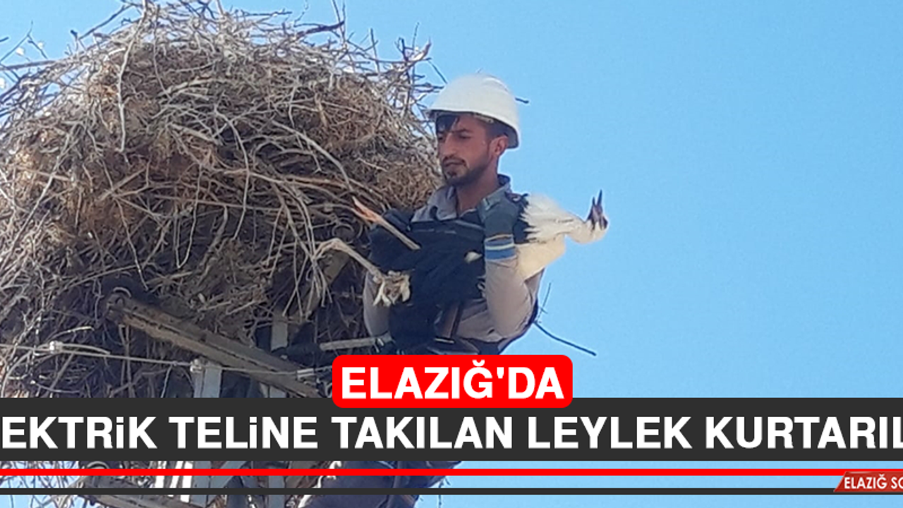 Elazığ'da Elektrik Teline Takılan Leylek Kurtarıldı