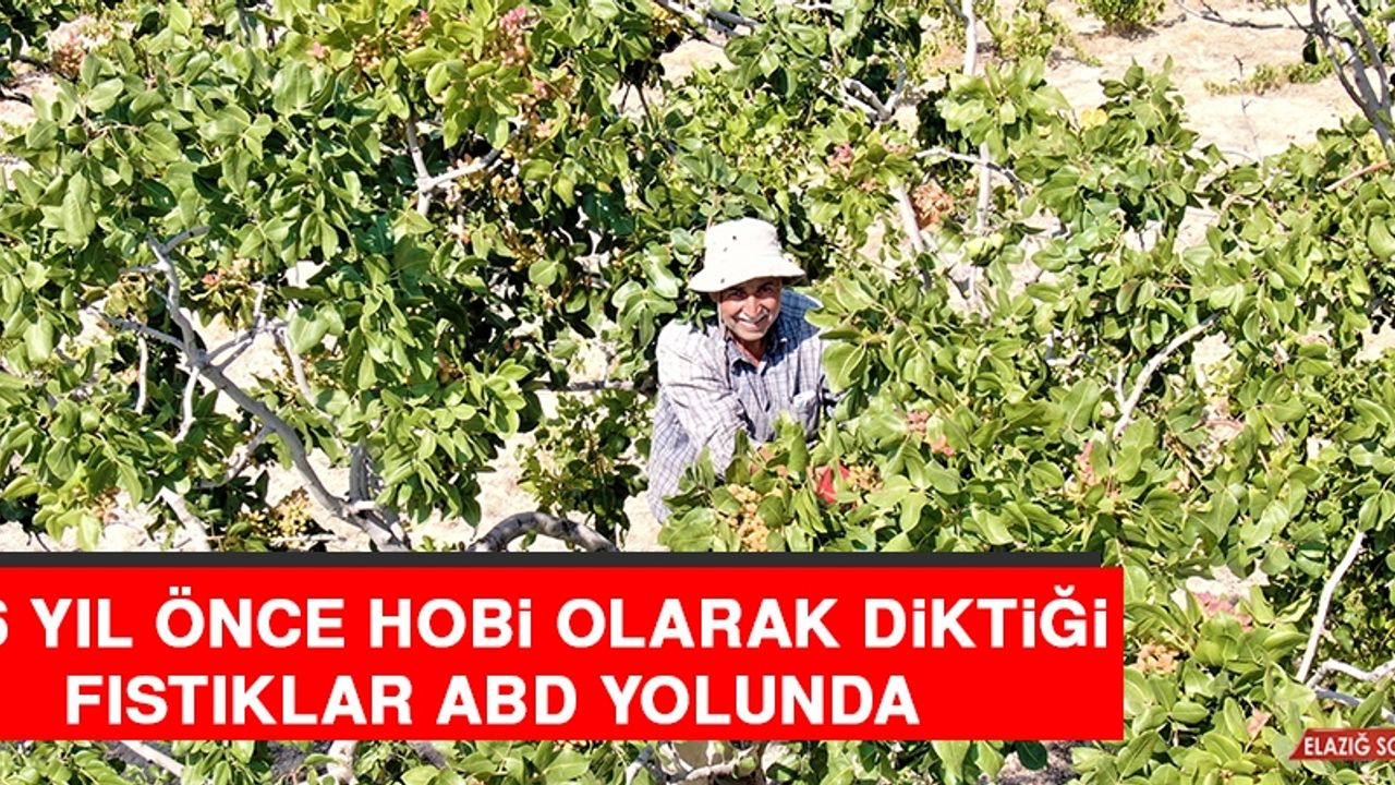 26 Yıl Önce Hobi Olarak Diktiği Fıstıklar ABD Yolunda 