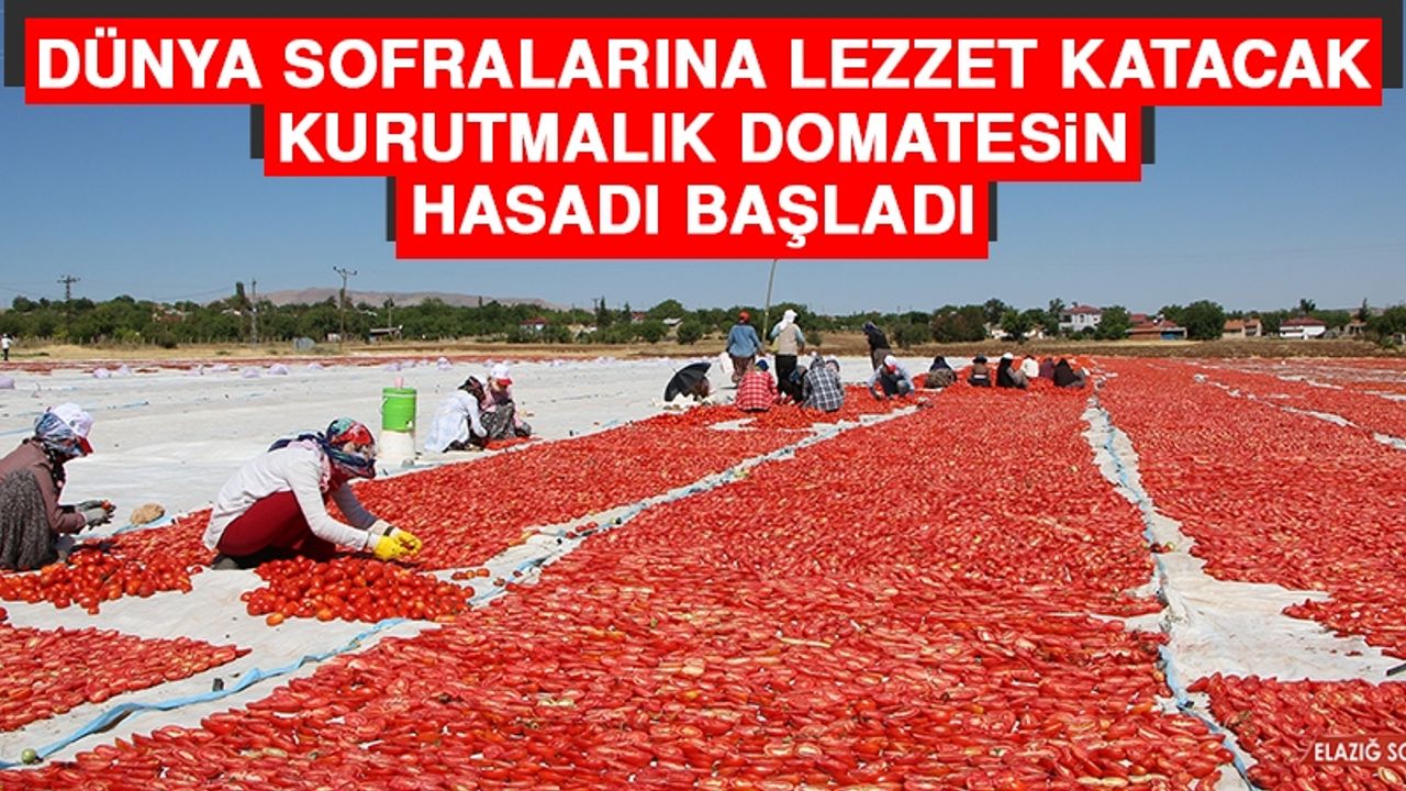 Dünya Sofralarına Lezzet Katacak Kurutmalık Domatesin Hasadı Başladı