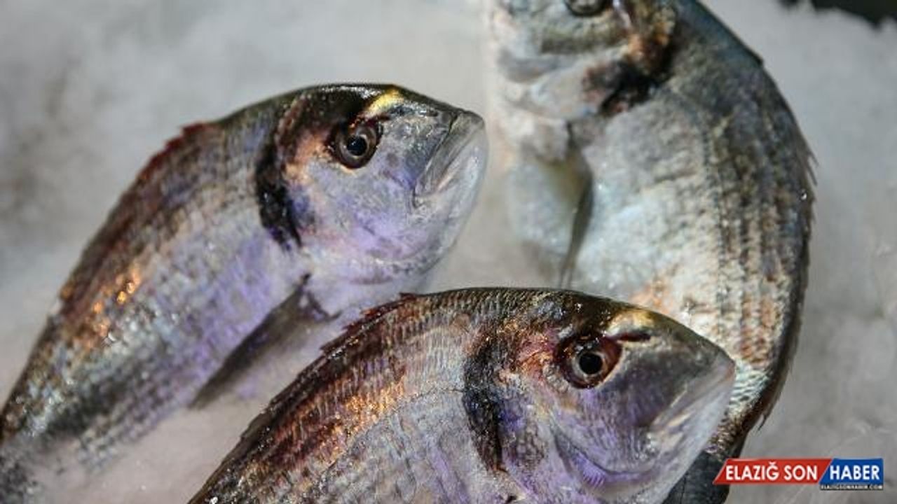 Su ürünleri ihracatı 760 milyon doları aştı