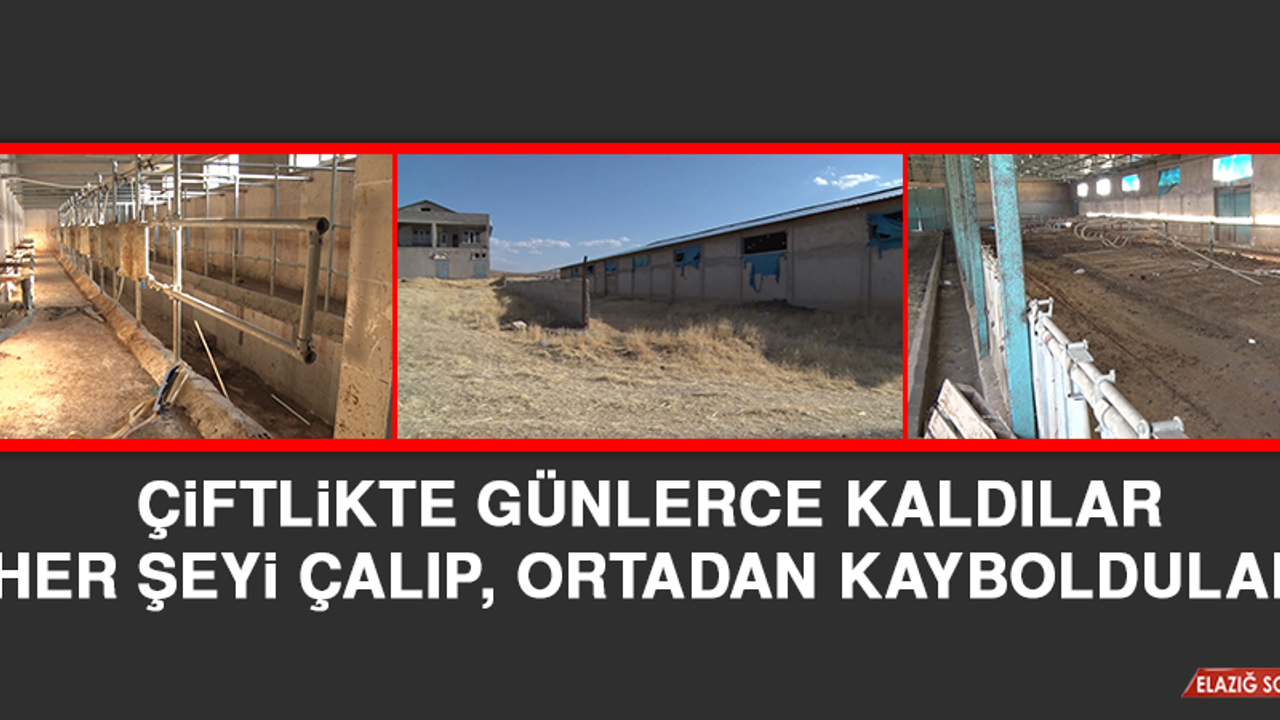 Çiftlikte Günlerce Kaldılar, Her Şeyi Çalıp, Ortadan Kayboldular