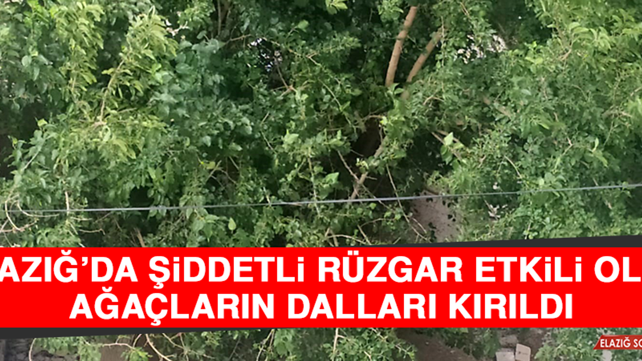 Elazığ’da Şiddetli Rüzgar Etkili Oldu, Ağaçların Dalları Kırıldı