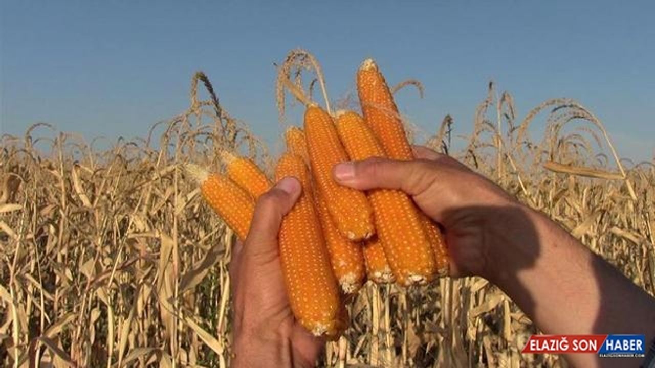 Türkiye'den 26 ülkeye 'cin mısırı' ihracatı