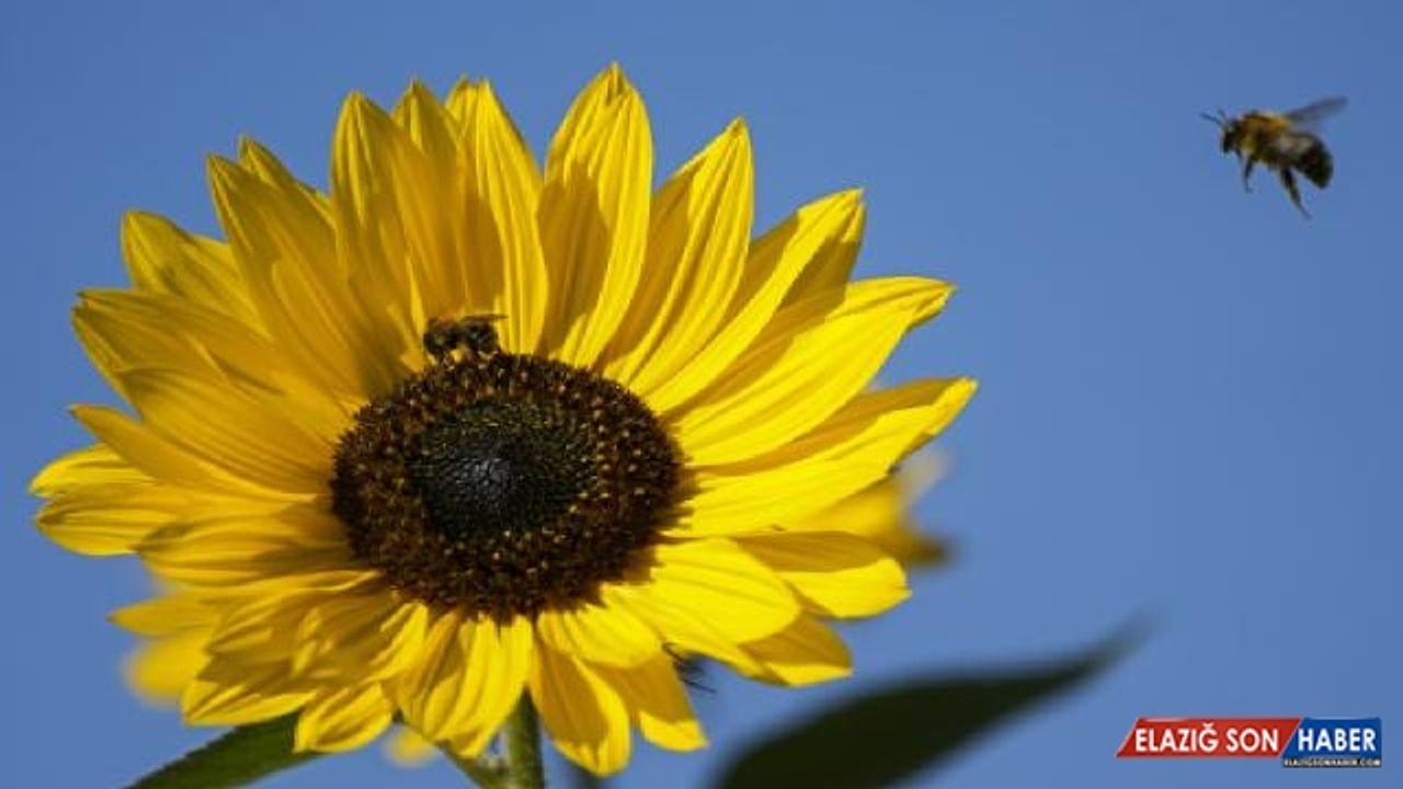 Bal arıları da ‘sosyal mesafe’ uyguluyor