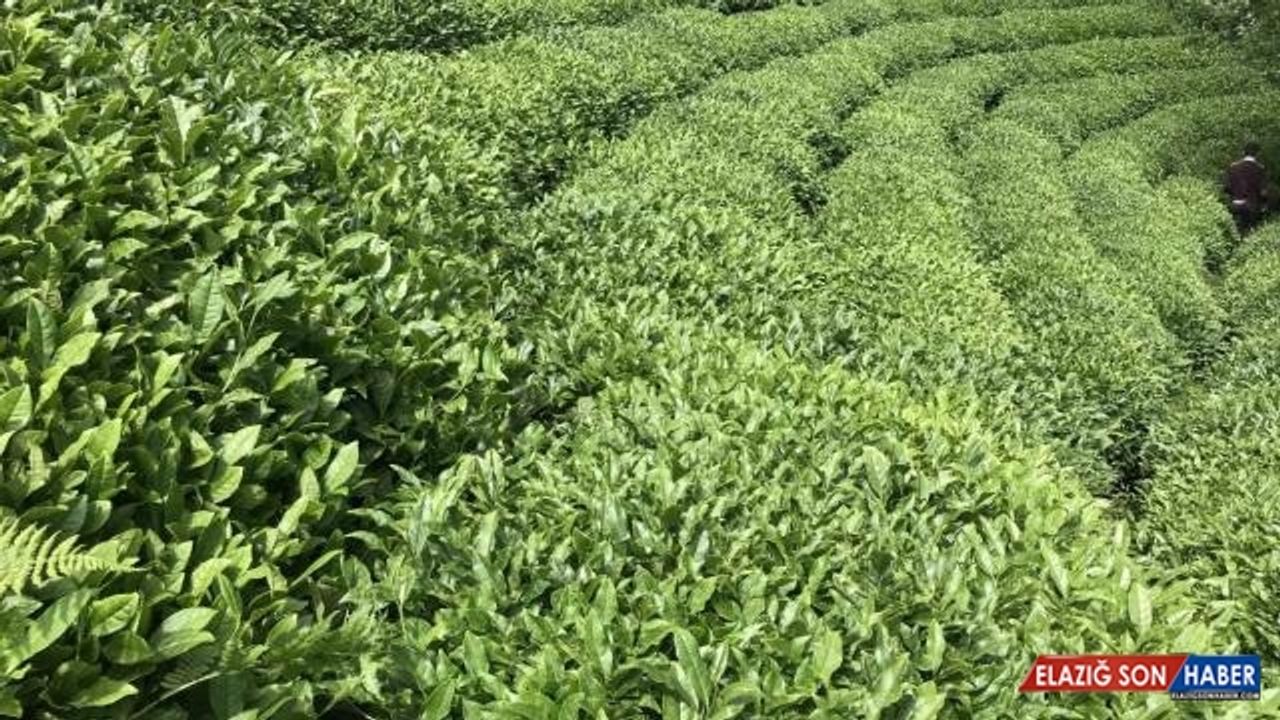 ÇAYKUR üreticilerden 860 bin 400 ton yaş çay aldı