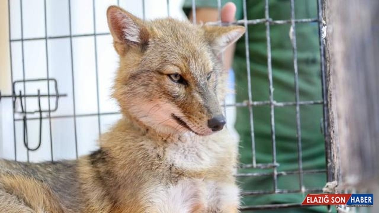 Diyarbakır'da bulunan altın çakal doğaya salınacak