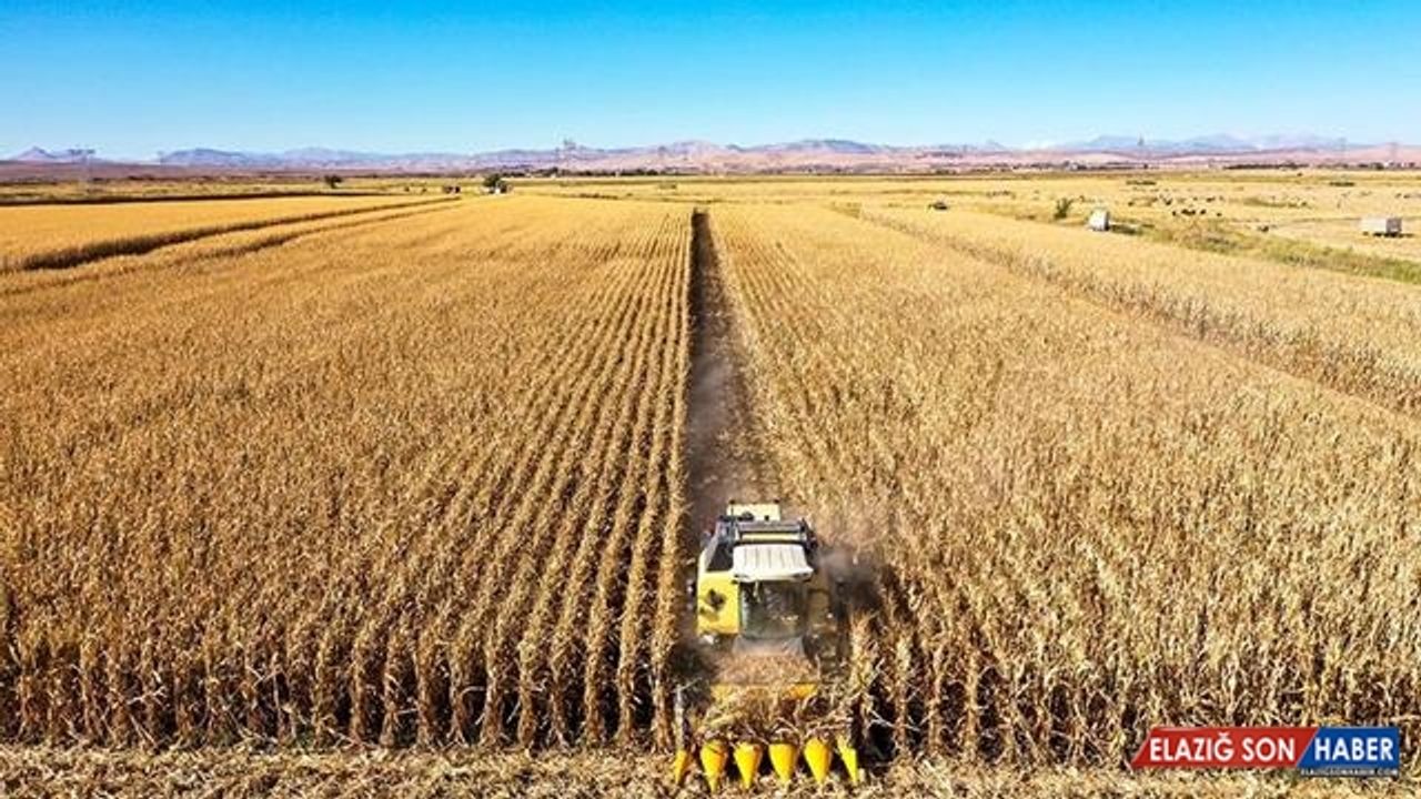 Diyarbakır'da mısırdan 400 bin ton rekolte bekleniyor