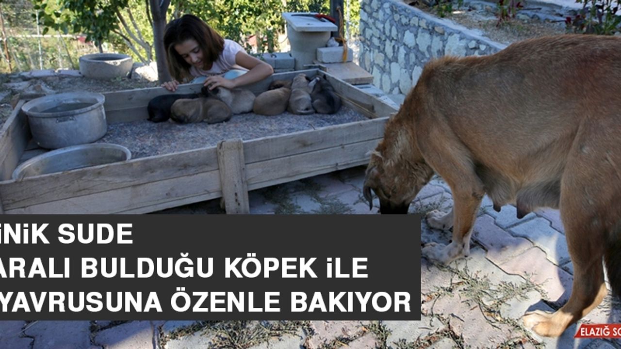 Minik Sude Yaralı Bulduğu Köpek İle 7 Yavrusuna Özenle Bakıyor