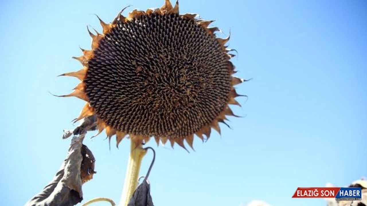 Sivas'ta ayçiçeği üretim alanı arttı