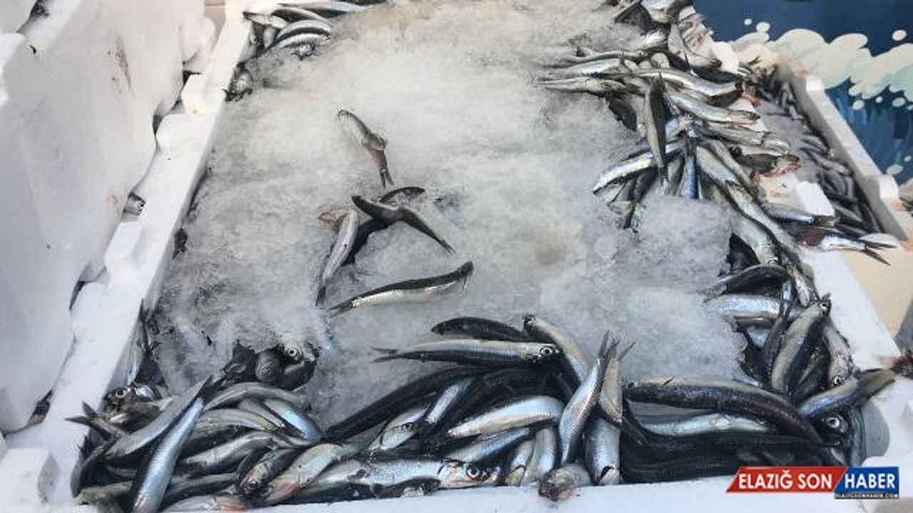 Tekirdağ'da hamsi tezgahlarda yerini almaya başladı