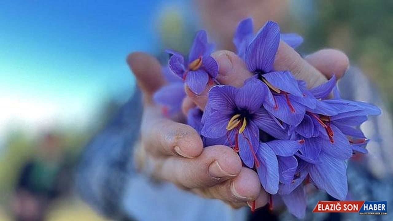 Düzce'de safran fındığa alternatif oldu