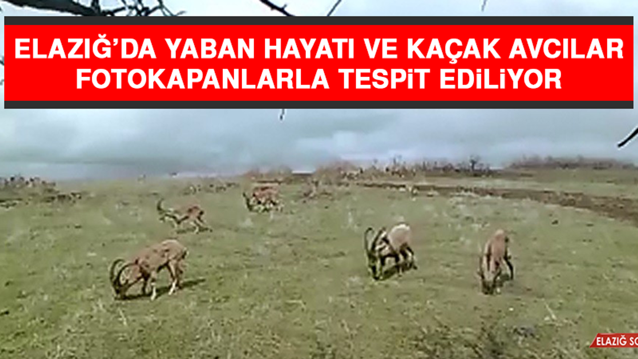Elazığ’da Yaban Hayatı ve Kaçak Avcılar, Fotokapanlarla Tespit Ediliyor
