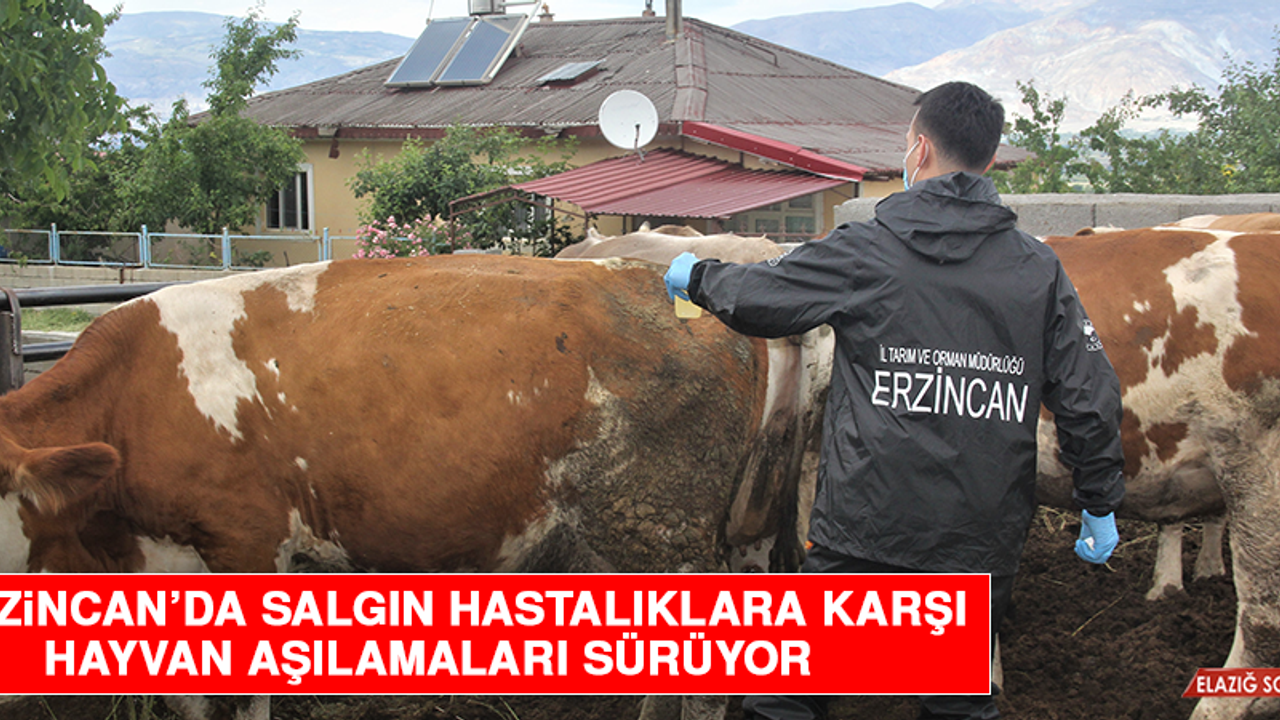 Erzincan’da Salgın Hastalıklara Karşı Hayvan Aşılamaları Sürüyor  