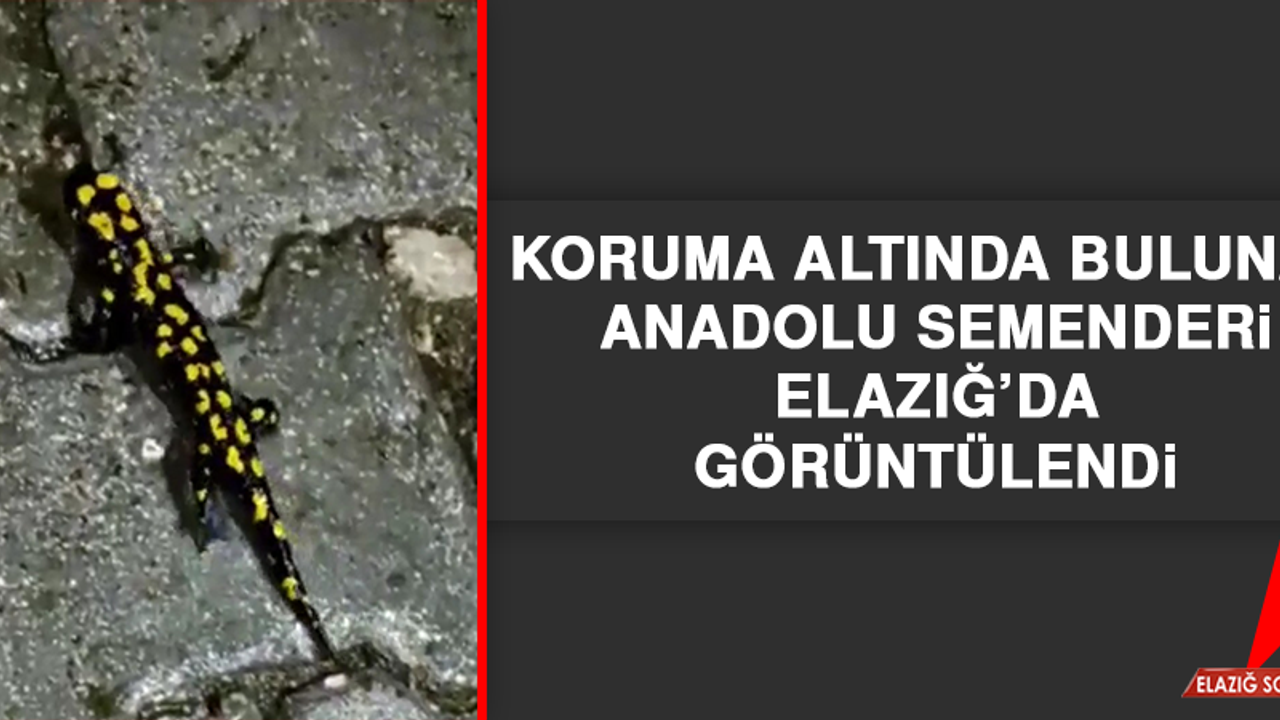 Koruma Altında Bulunan Anadolu Semenderi, Elazığ'da Görüntülendi