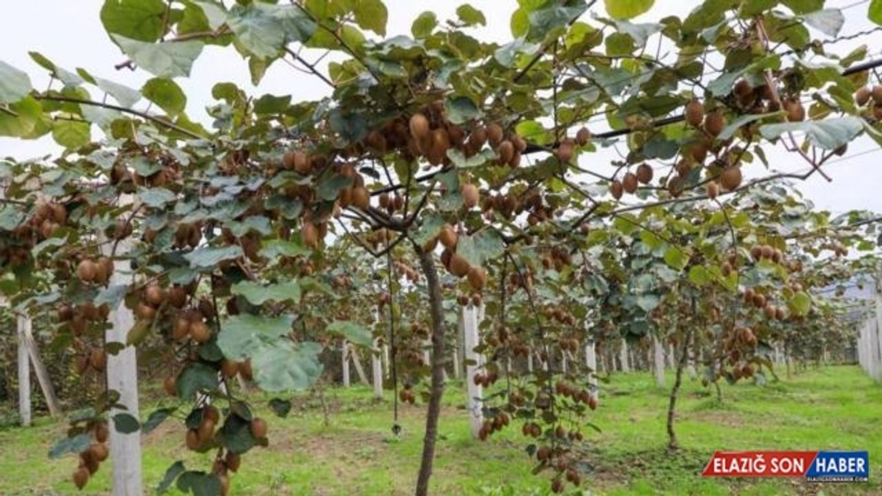 Ordu'da kivi hasadına başlandı