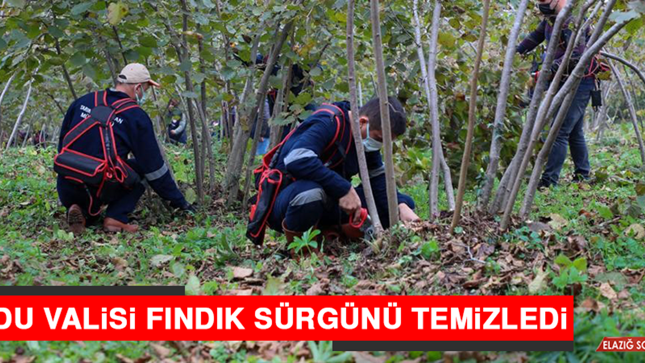 Ordu Valisi Fındık Sürgünü Temizledi  