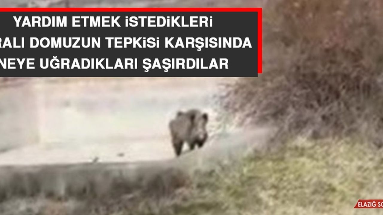 Yardım Etmek İstedikleri Yaralı Domuzun Tepkisi Karşısında Neye Uğradıkları Şaşırdılar 