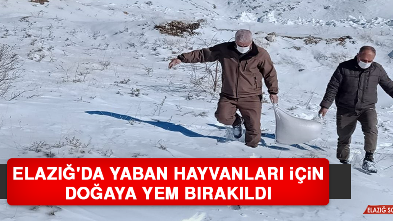 Elazığ'da Yaban Hayvanları İçin Doğaya Yem Bırakıldı