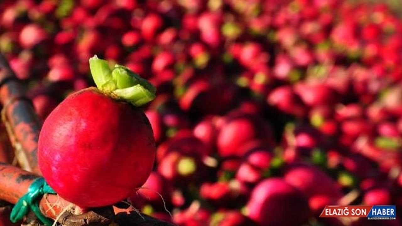 Kadirli turpunda hedef 160 bin ton