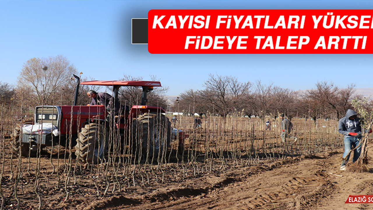 Kayısı Fiyatları Yükseldi Fideye Talep Arttı