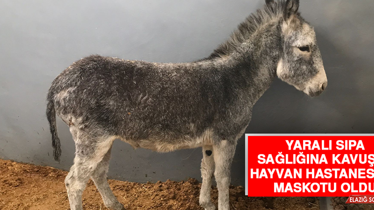 Yaralı Sıpa Sağlığına Kavuştu Hayvan Hastanesinin Maskotu Oldu
