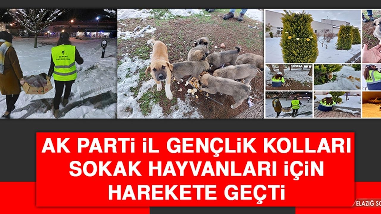 AK Parti İl Gençlik Kolları Sokak Hayvanları İçin Harekete Geçti