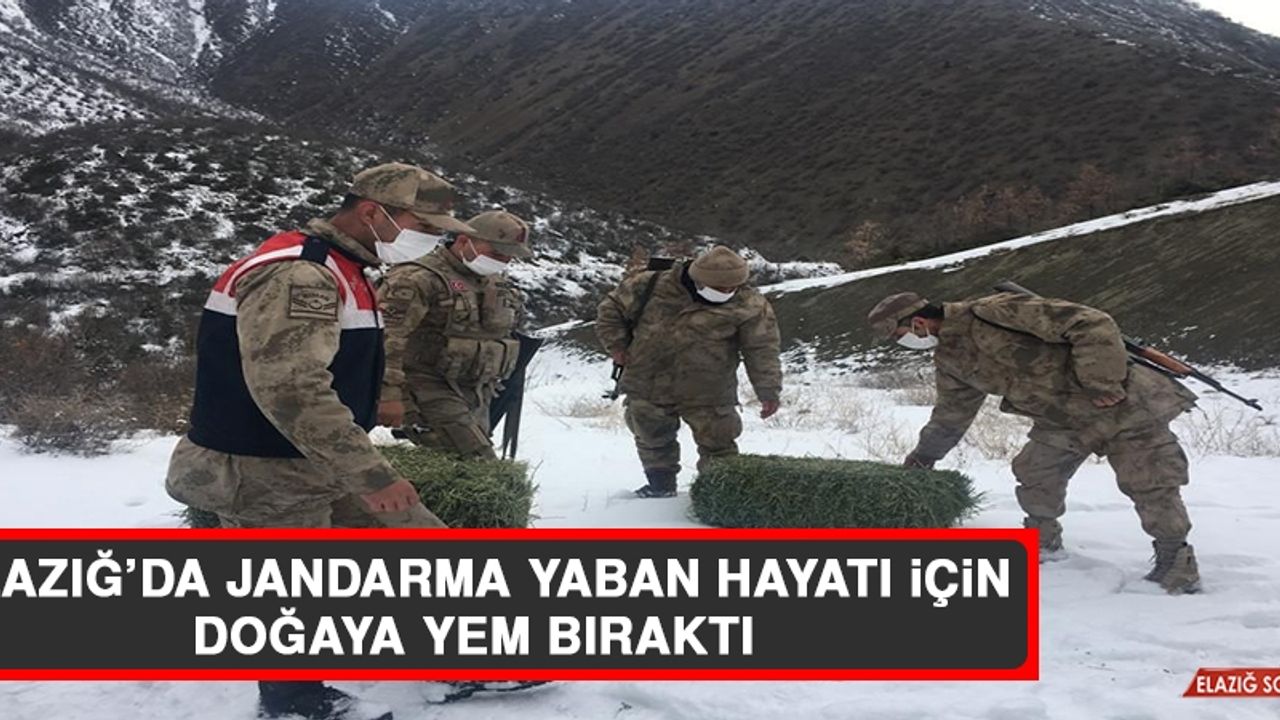 Elazığ’da Jandarma Yaban Hayatı İçin Doğaya Yem Bıraktı