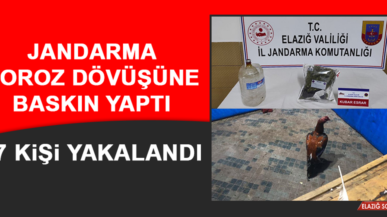 Jandarma Horoz Dövüşüne Baskın Yaptı, 17 Kişi Yakalandı